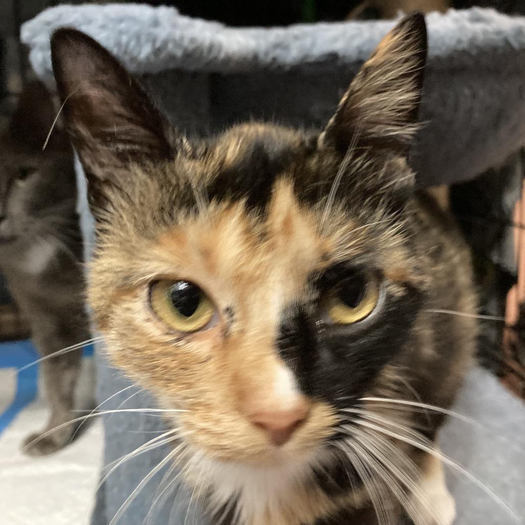 Enlarge Italian, a Adoptable Domestic Short Hair in Irwin, PA image 1/2