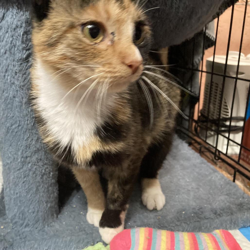 Enlarge Italian, a Adoptable Domestic Short Hair in Irwin, PA image 2/2