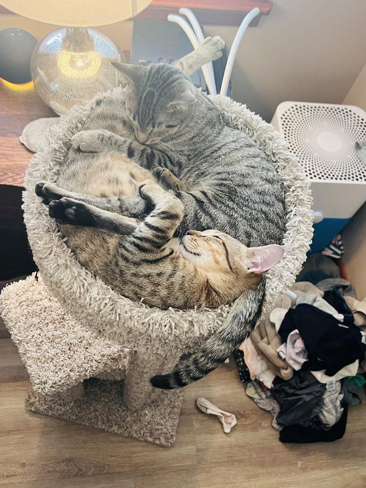 Enlarge Ginnie, a Adoptable Domestic Medium Hair in Panama city, FL image 1/3