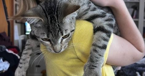 Enlarge Ginnie, a Adoptable Domestic Medium Hair in Panama city, FL image 2/3