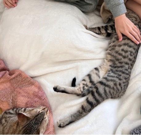 Enlarge Ginnie, a Adoptable Domestic Medium Hair in Panama city, FL image 3/3