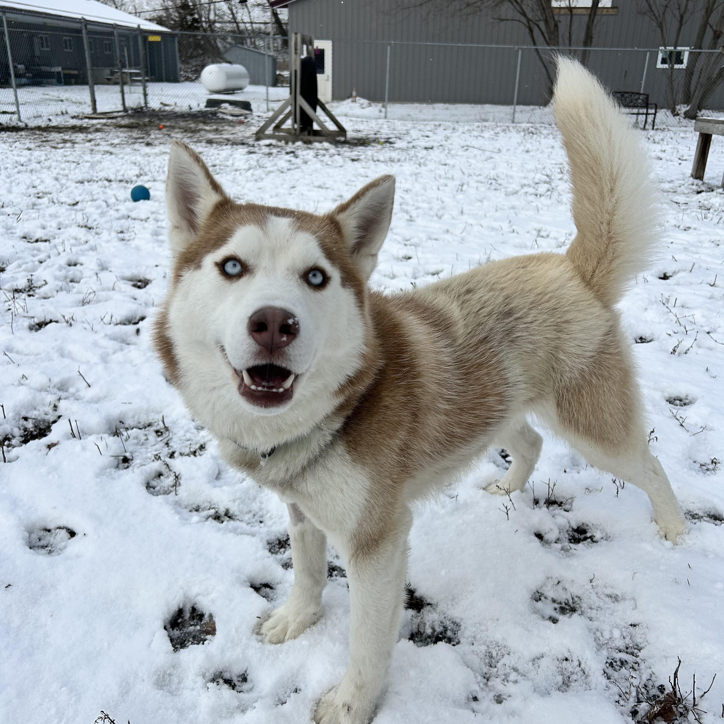 Enlarge Koda, a Adoptable Husky in Howes Cave, NY image 2/6