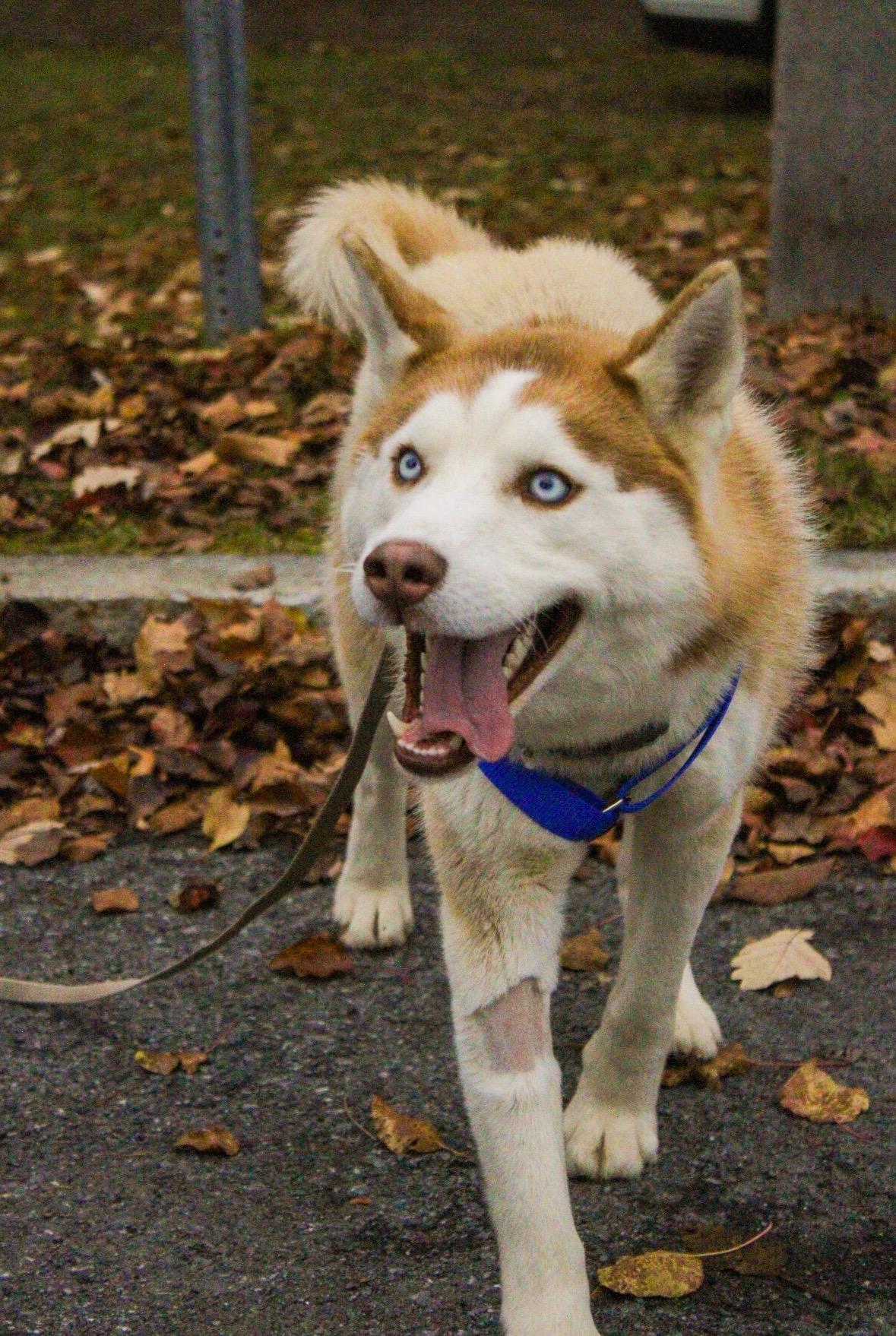 Enlarge Koda, a Adoptable Husky in Howes Cave, NY image 4/6
