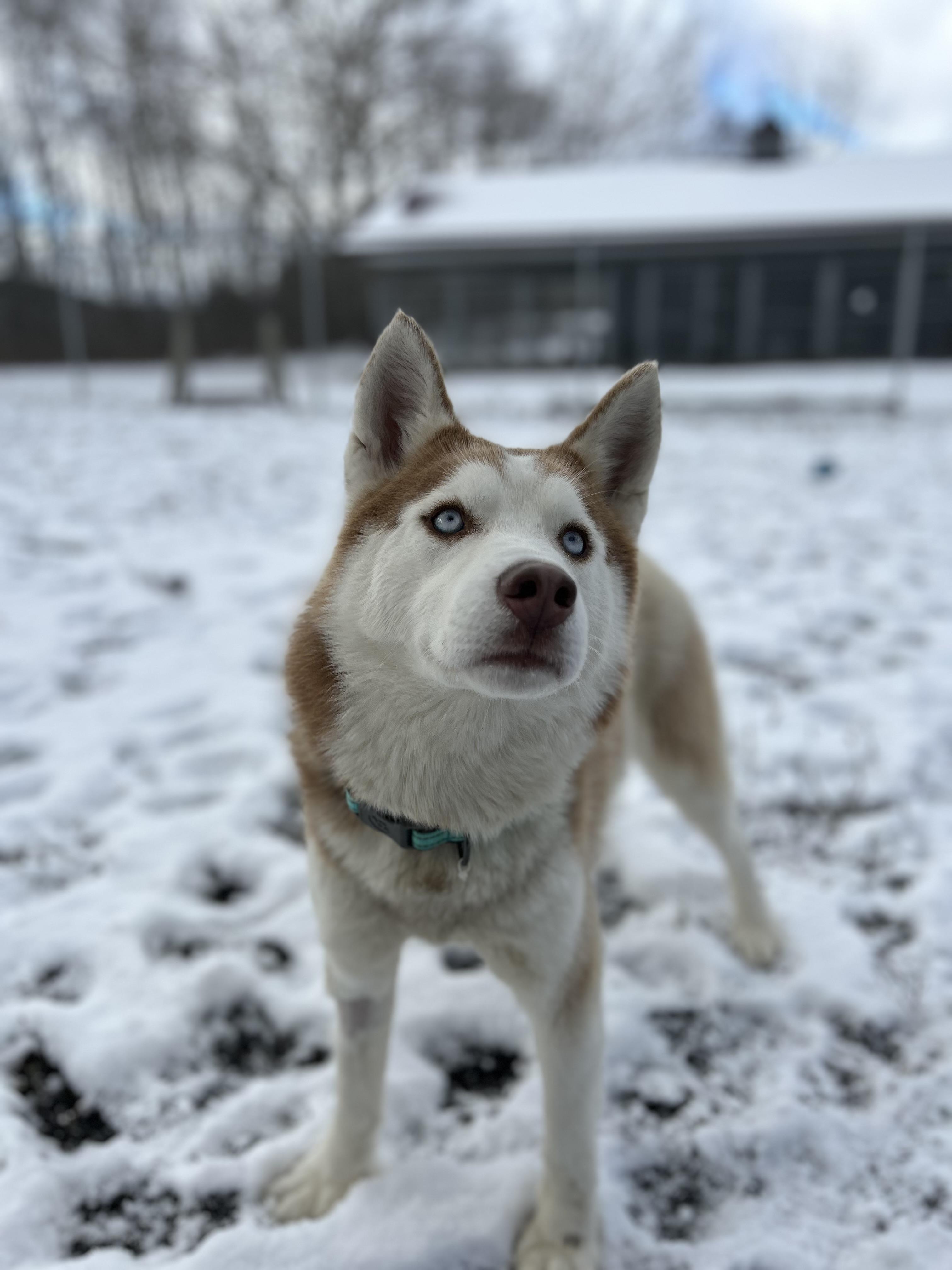 Enlarge Koda, a Adoptable Husky in Howes Cave, NY image 1/6