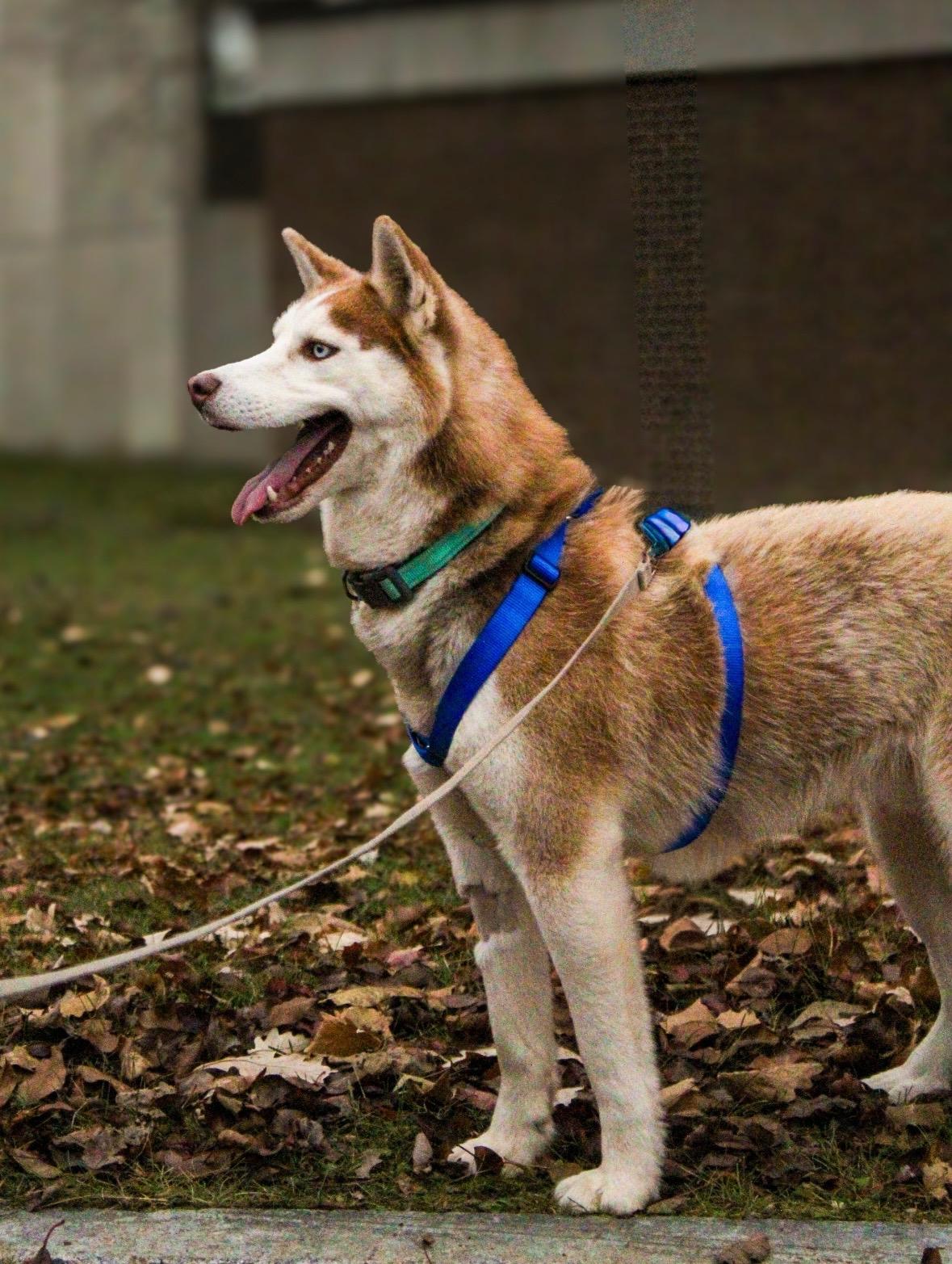 Enlarge Koda, a Adoptable Husky in Howes Cave, NY image 6/6