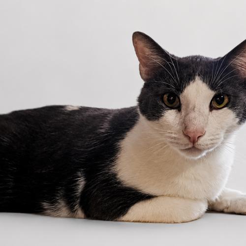 Enlarge Whiskey LoveLace, a Adoptable Domestic Short Hair in Biloxi, MS image 1/1