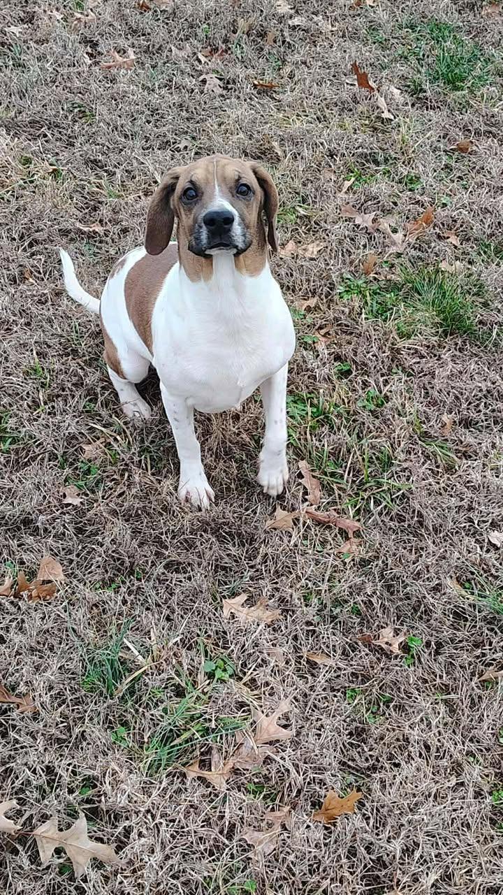 Enlarge Barney, a ADOPTABLE Beagle in Brownstown, IN image 2/3