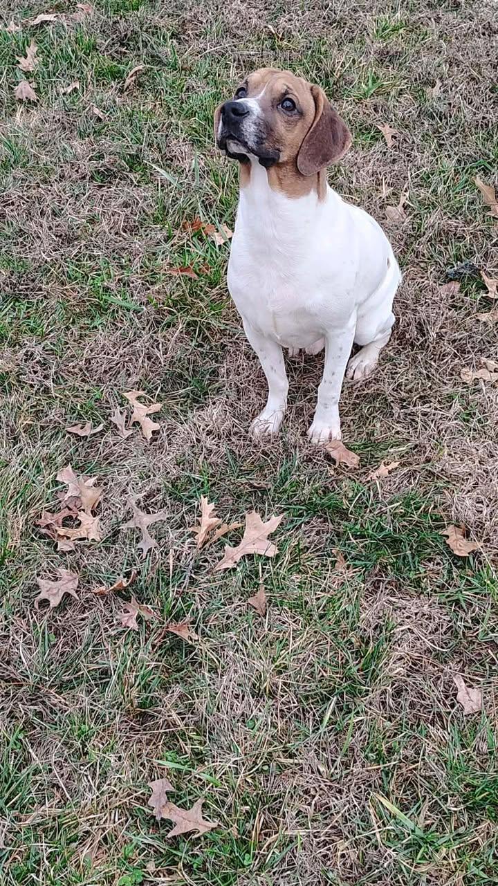 Enlarge Barney, a ADOPTABLE Beagle in Brownstown, IN image 3/3