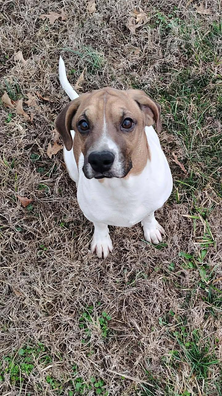 Barney, ADOPTABLE, Adult Male Beagle.