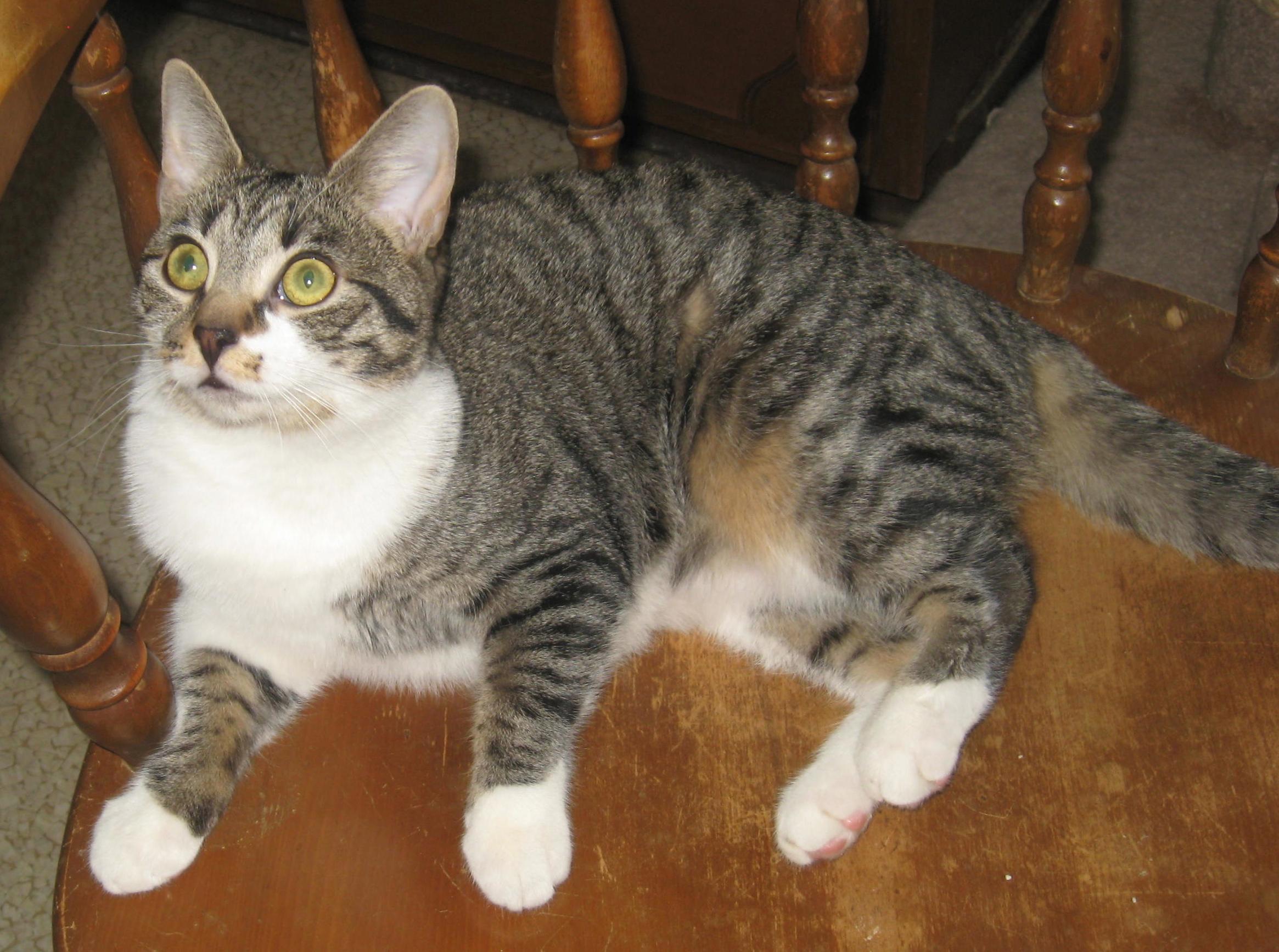 Fudge, Adopted, Adult Female Domestic Short Hair.