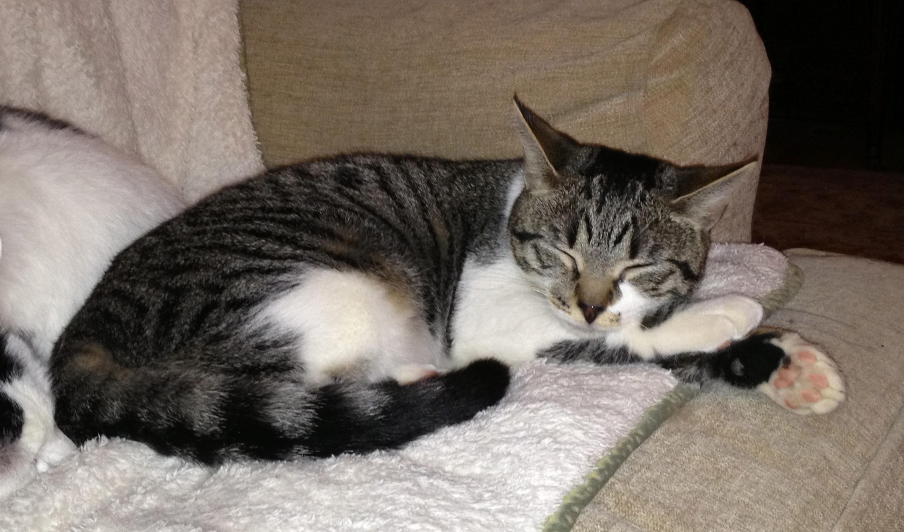 Enlarge Fudge, a Adopted mixed breed in Honeoye, NY image 2/6