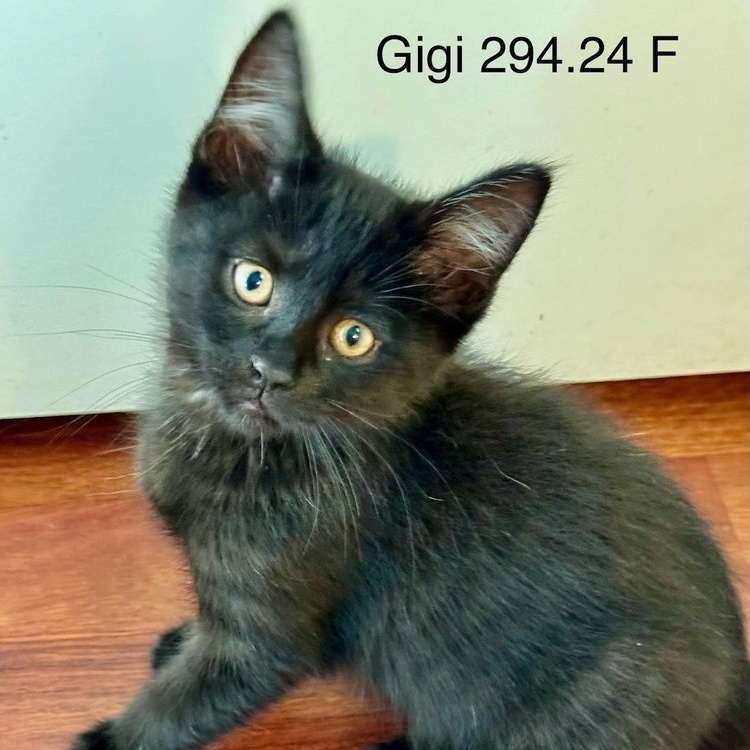 Cat for adoption Foster Gigi, a Domestic Short Hair in Batavia, NY
