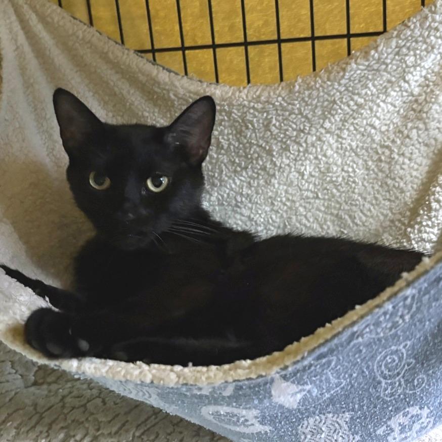 Manganese, Adoptable, Adult Female Domestic Short Hair.