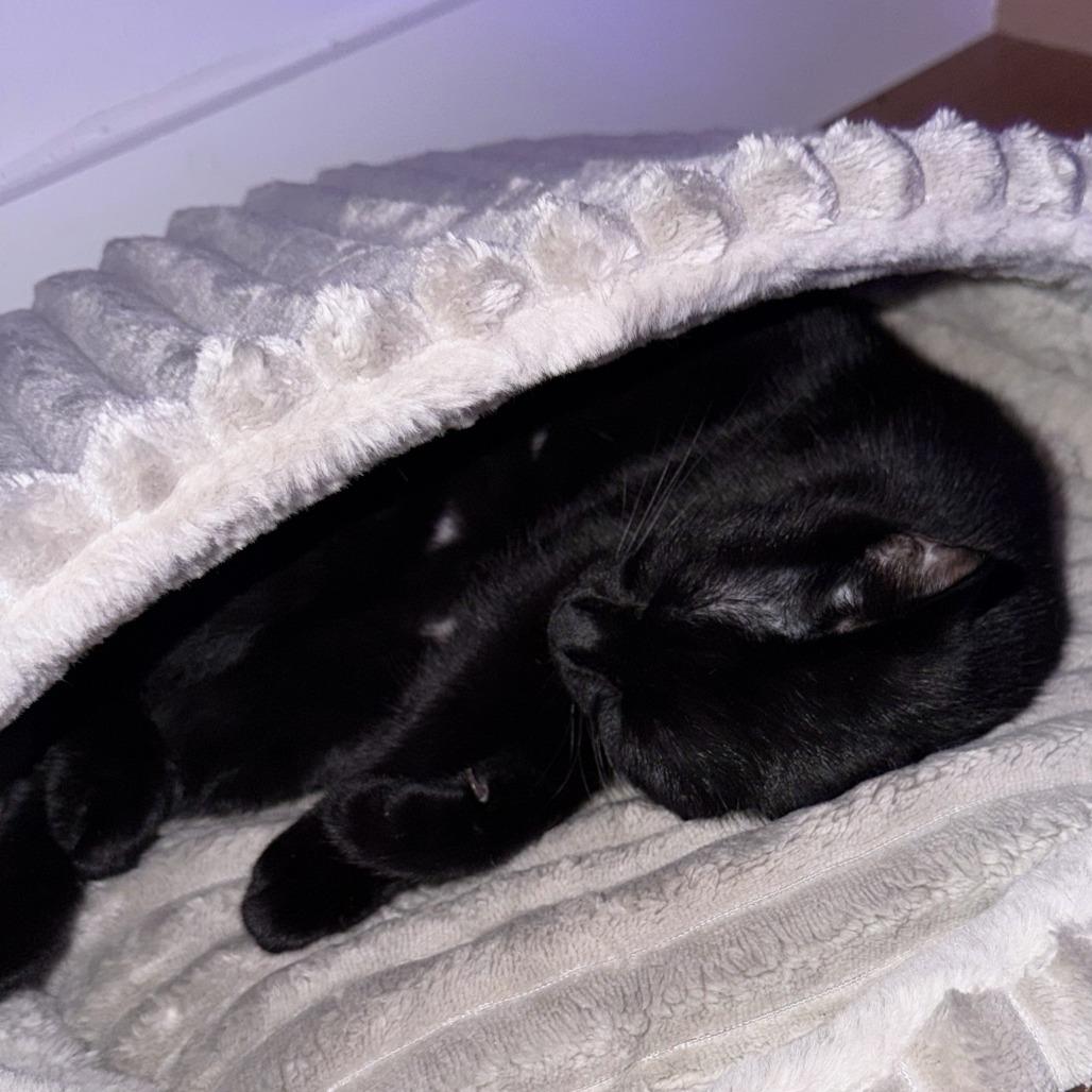 Enlarge Manganese, a Adoptable Domestic Short Hair in Falls Church, VA image 2/6
