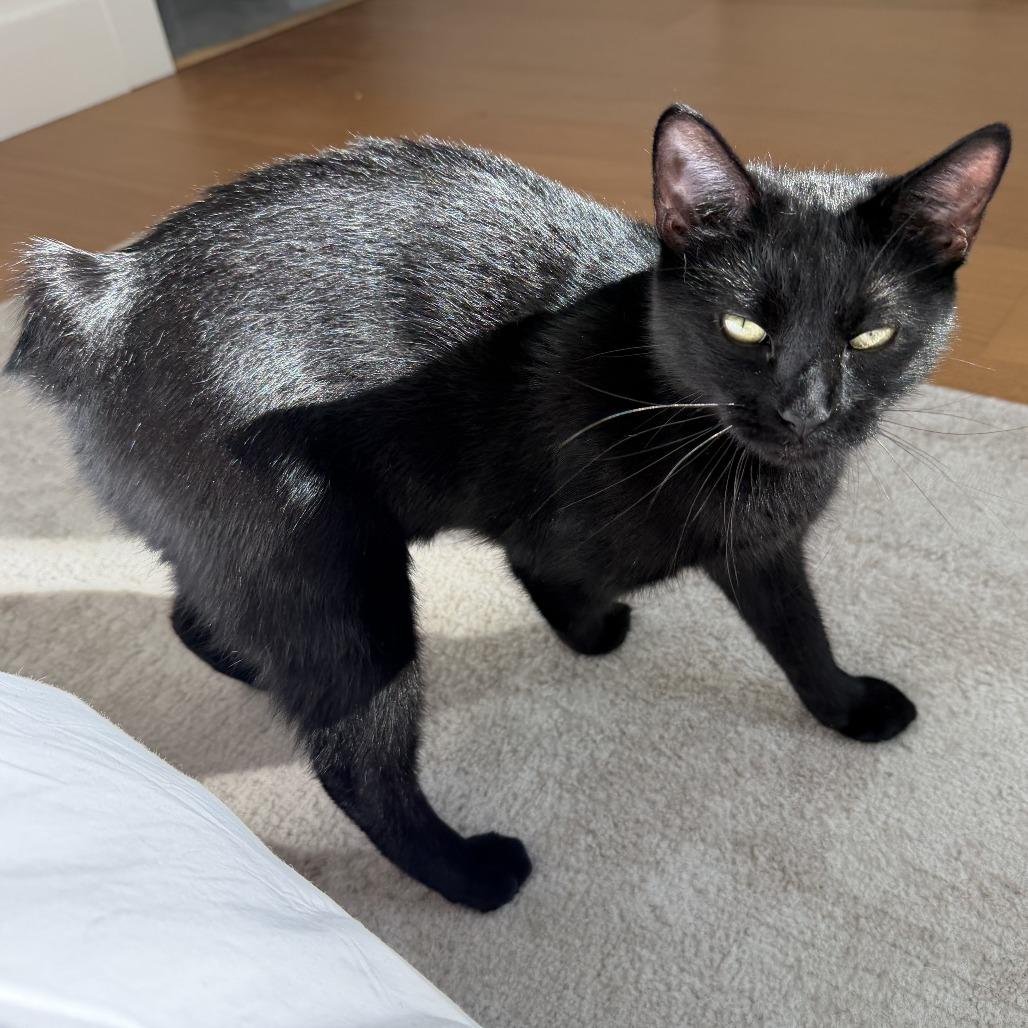 Enlarge Manganese, a Adoptable Domestic Short Hair in Falls Church, VA image 3/6