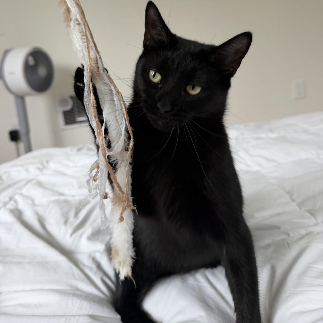 Enlarge Manganese, a Adoptable Domestic Short Hair in Falls Church, VA image 4/6
