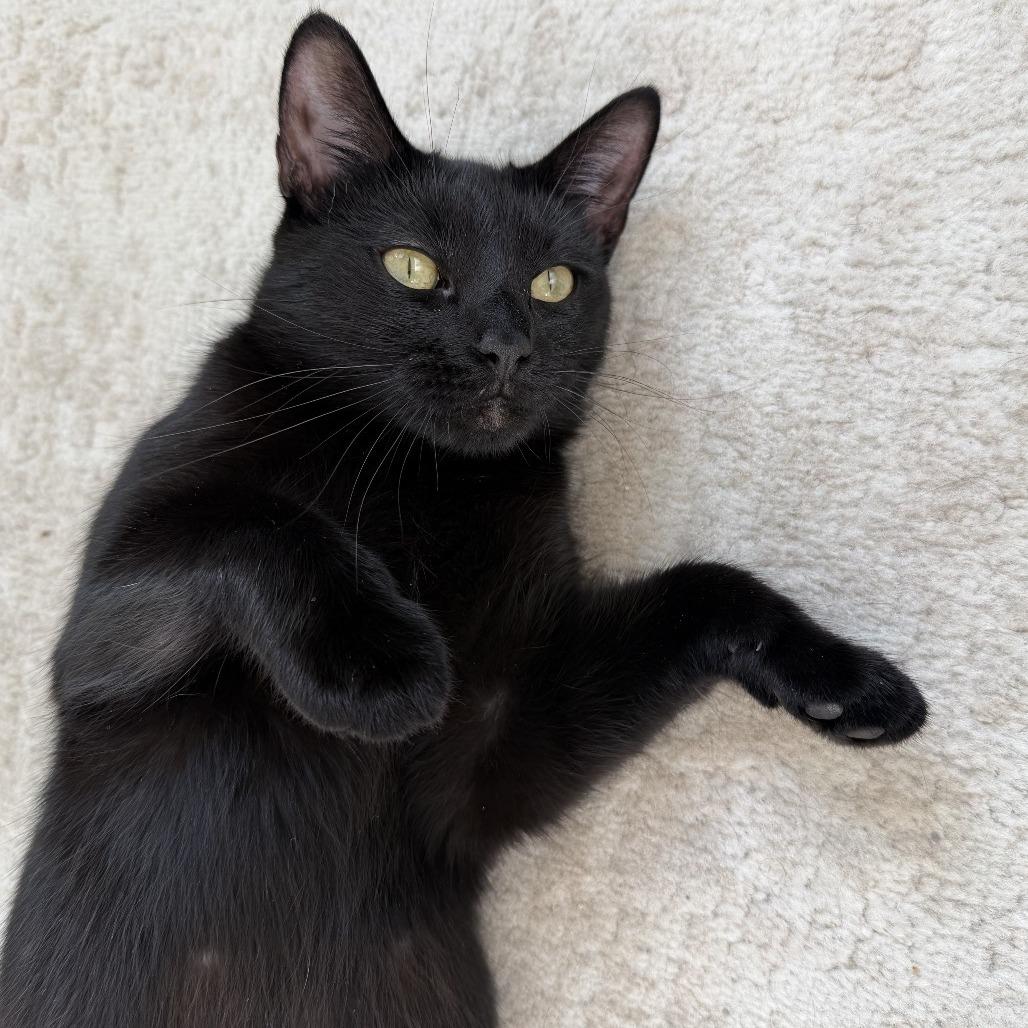 Enlarge Manganese, a Adoptable Domestic Short Hair in Falls Church, VA image 5/6