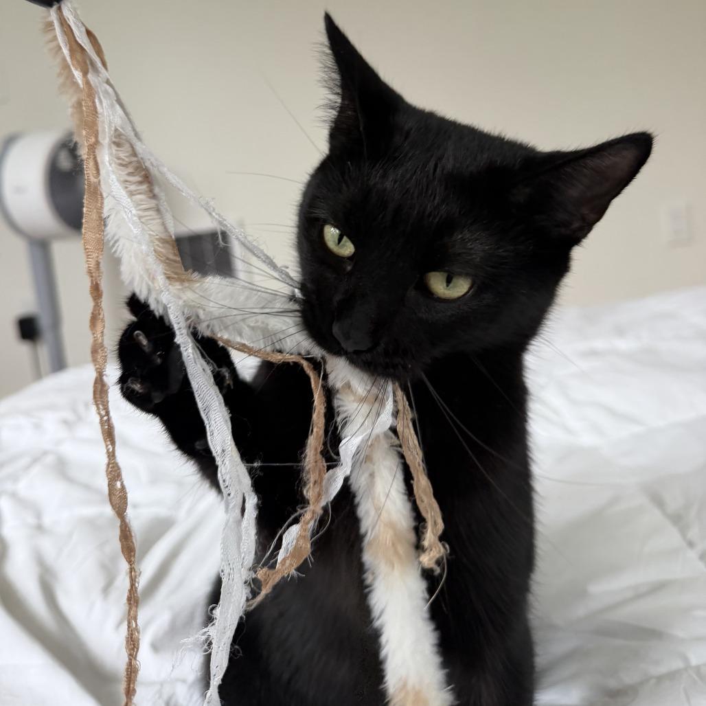 Enlarge Manganese, a Adoptable Domestic Short Hair in Falls Church, VA image 6/6
