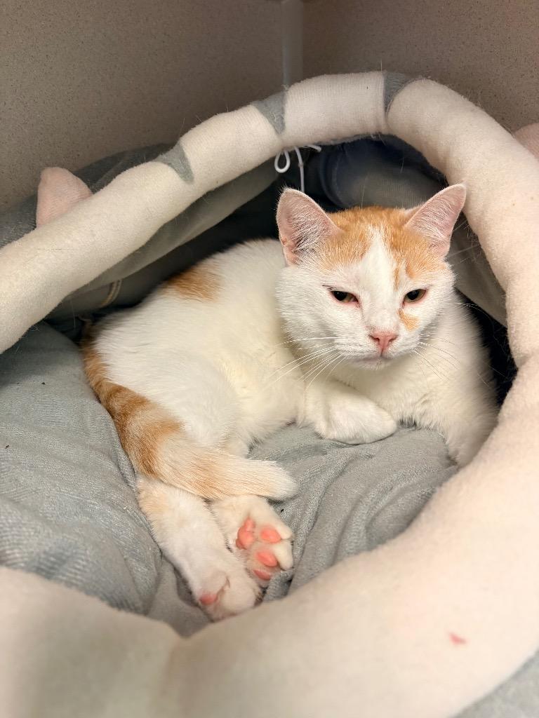 Sunshine, Adoptable, Adult Female Domestic Short Hair.