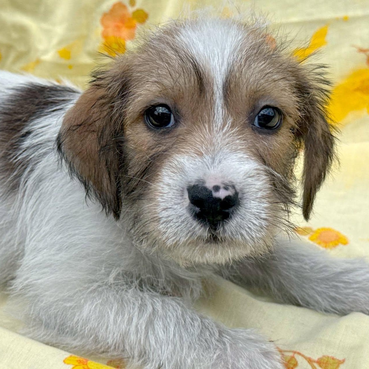 Savanah, adopted, Young Female Shih Tzu & Miniature Poodle.