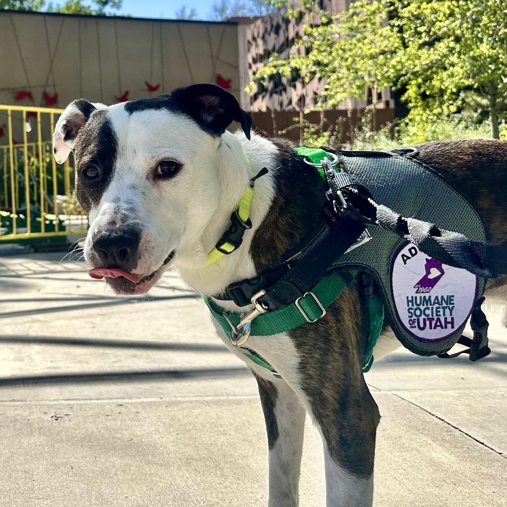 Chico Supreme, Adoptable, Adult Male Mixed Breed.