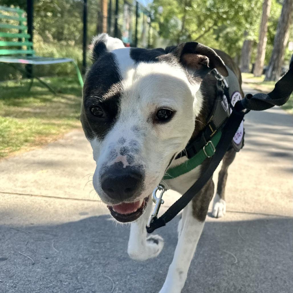 Enlarge Chico Supreme, a Adoptable Mixed Breed in Murray, UT image 2/3