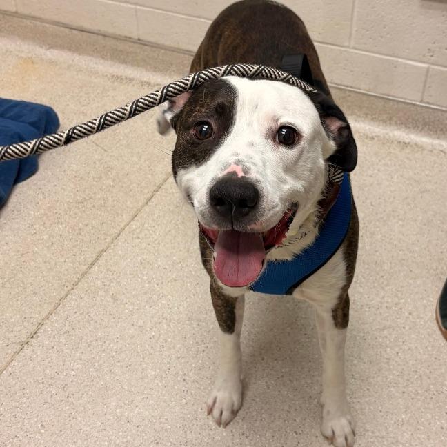 Enlarge Chico Supreme, a Adoptable Mixed Breed in Murray, UT image 3/3