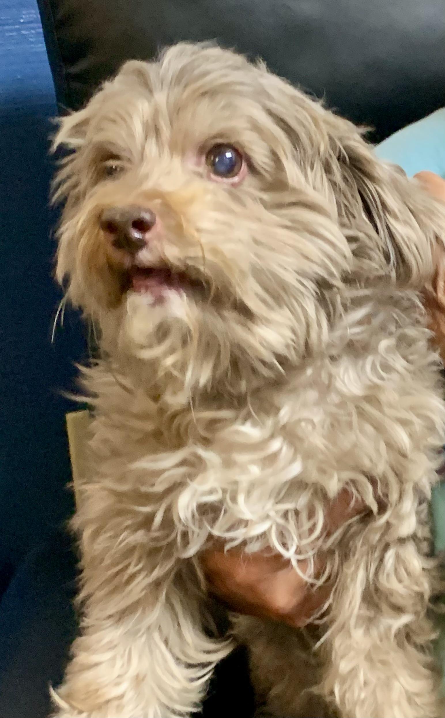 Monty, adopted, Young Female Cavapoo.