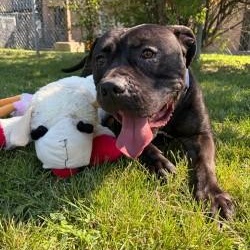 Shadow, an adoptable Bulldog in Mississauga, ON image 2/5
