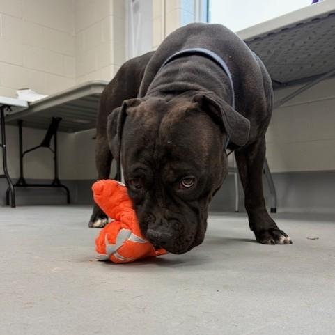 Enlarge Shadow, an adoptable Bulldog in Mississauga, ON image 4/5