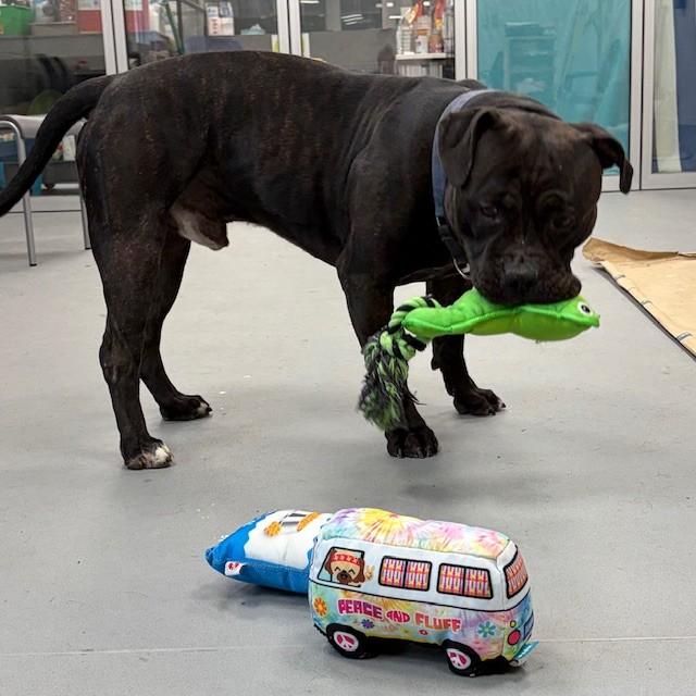 Enlarge Shadow, an adoptable Bulldog in Mississauga, ON image 5/5