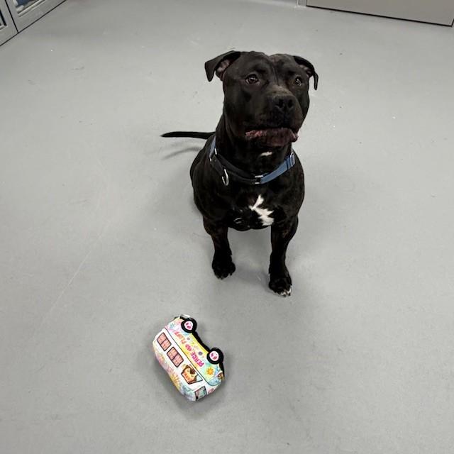 Enlarge Shadow, an adoptable Bulldog in Mississauga, ON image 2/5