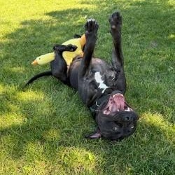 Shadow, an adoptable Bulldog in Mississauga, ON image 5/5