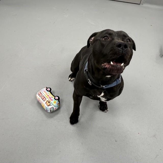 Enlarge Shadow, an adoptable Bulldog in Mississauga, ON image 3/5