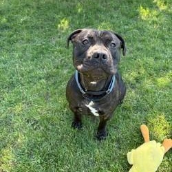 Shadow, an adoptable Bulldog in Mississauga, ON image 4/5