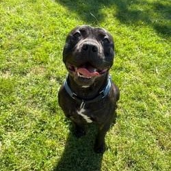 Shadow, adoptable, Adult Male Bulldog.