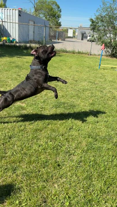 Enlarge Shadow, an adoptable Bulldog in Mississauga, ON video 3/5