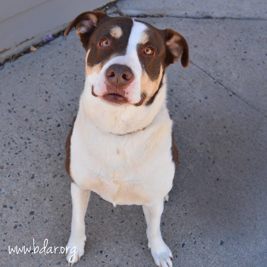 Ellie, Adoptable, Adult Female Border Collie & Mixed Breed.