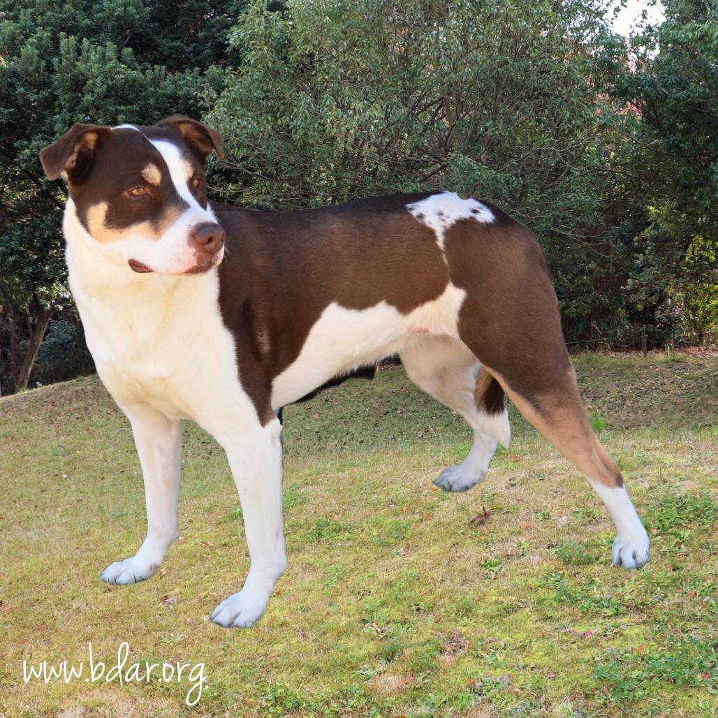 Ellie, a Adoptable mixed breed in Cheyenne, WY image 2/3