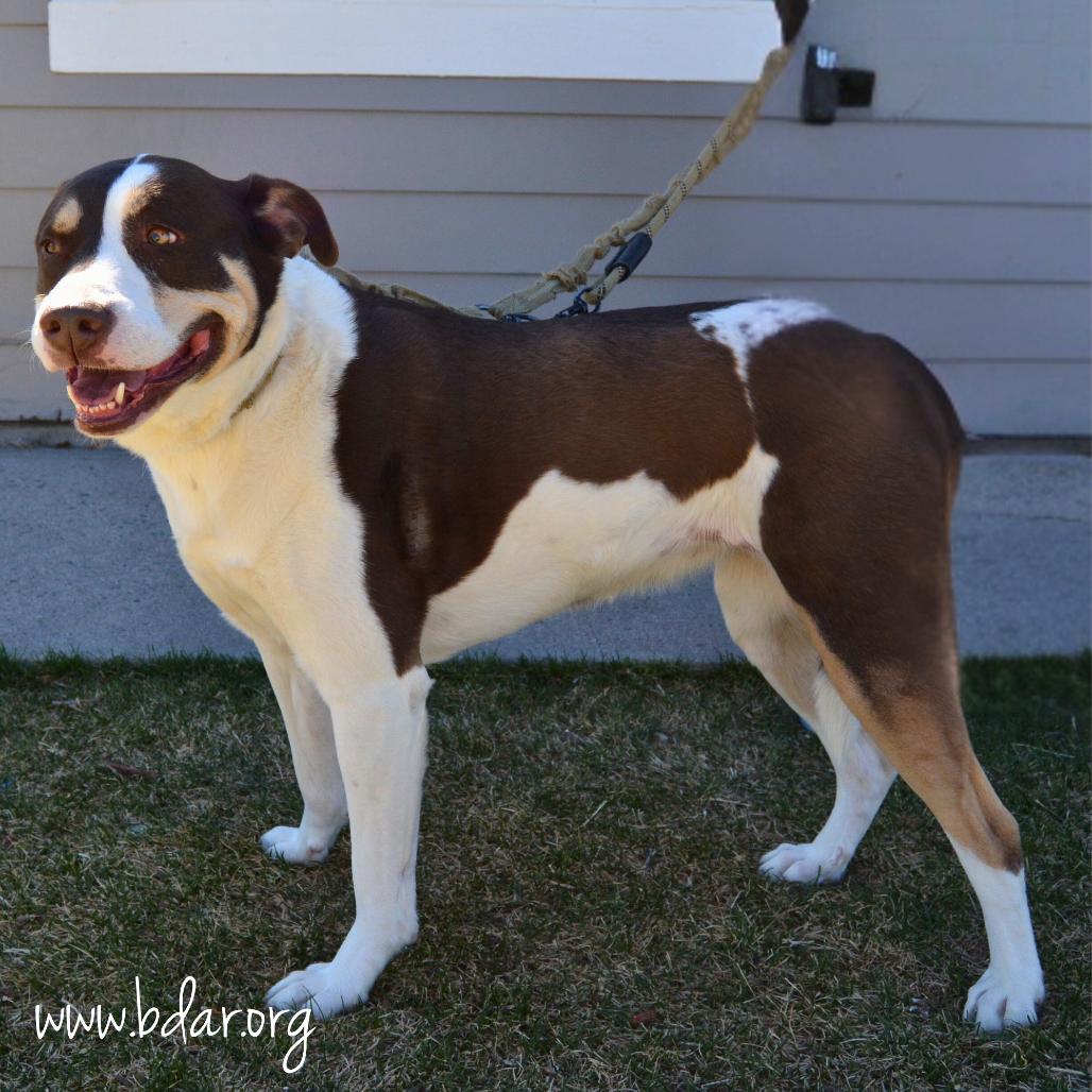 Ellie, a Adoptable mixed breed in Cheyenne, WY image 3/3