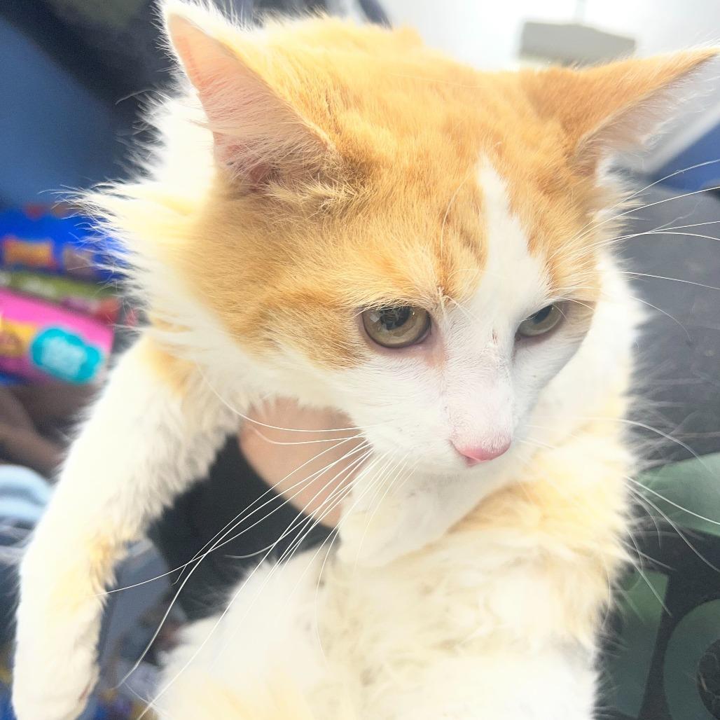 Big Ben, Adoptable, Adult Male Domestic Medium Hair.