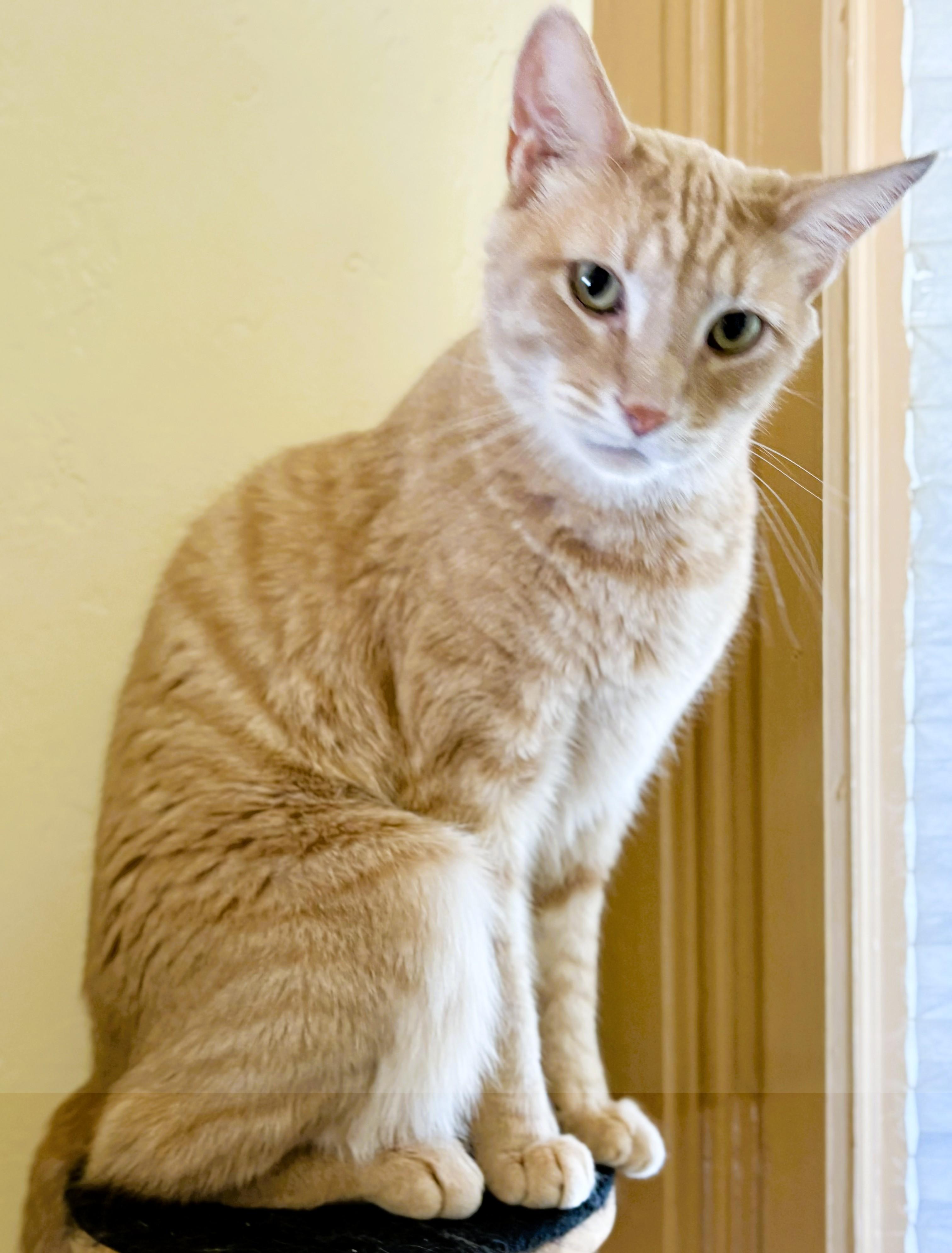 FESTUS
