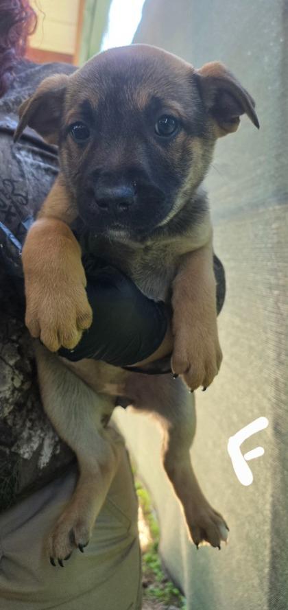 Enlarge Potato, a Adoptable mixed breed in Madison, WI image 1/1