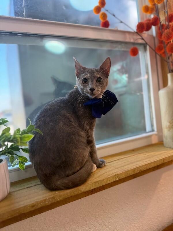 Abilene Meowling — thumbnail 3