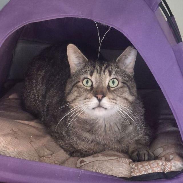 Enlarge Junior, a Adoptable American Shorthair in Pikesville, MD image 4/6