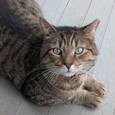 Enlarge Junior, a Adoptable American Shorthair in Pikesville, MD image 1/6