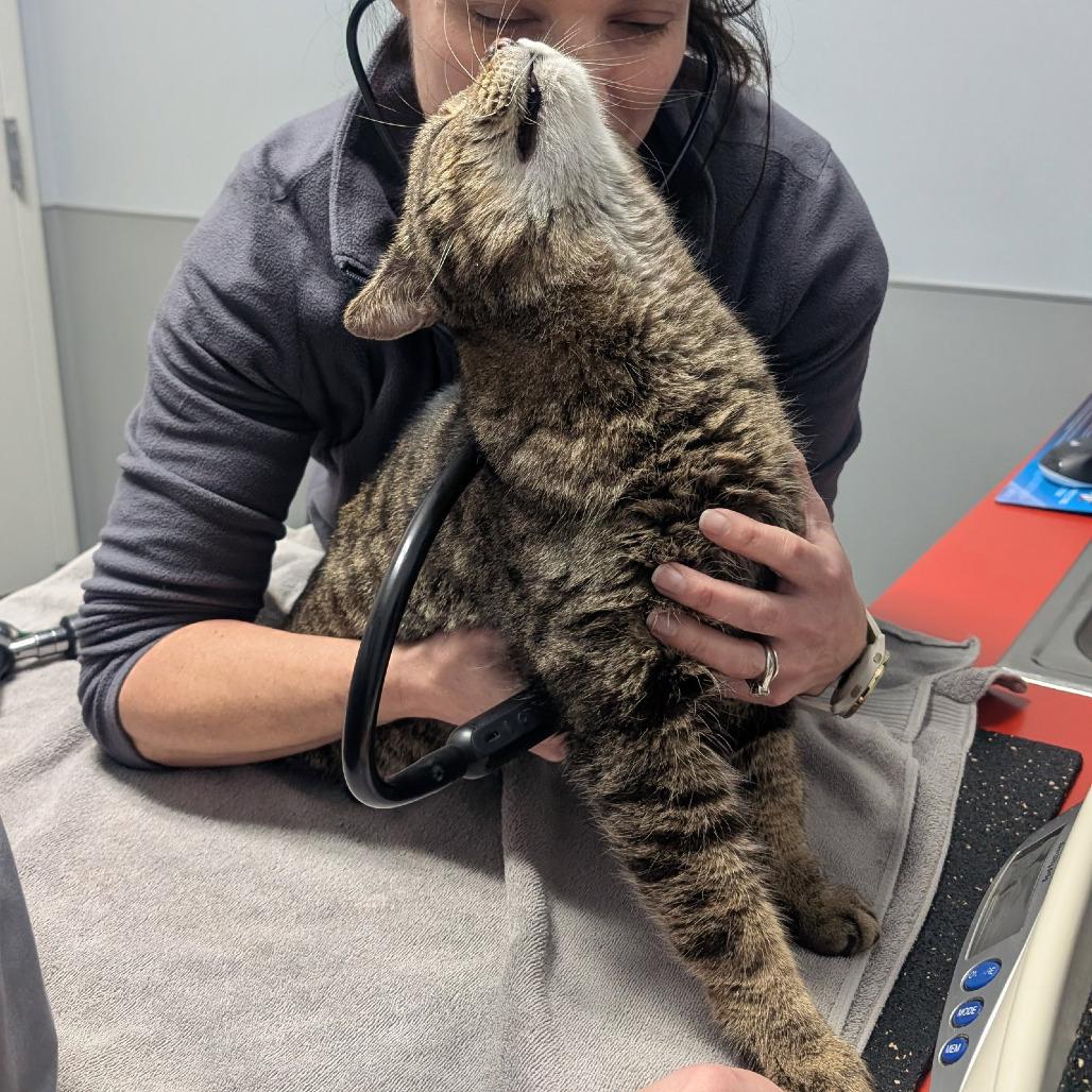 Enlarge Junior, a Adoptable American Shorthair in Pikesville, MD image 6/6