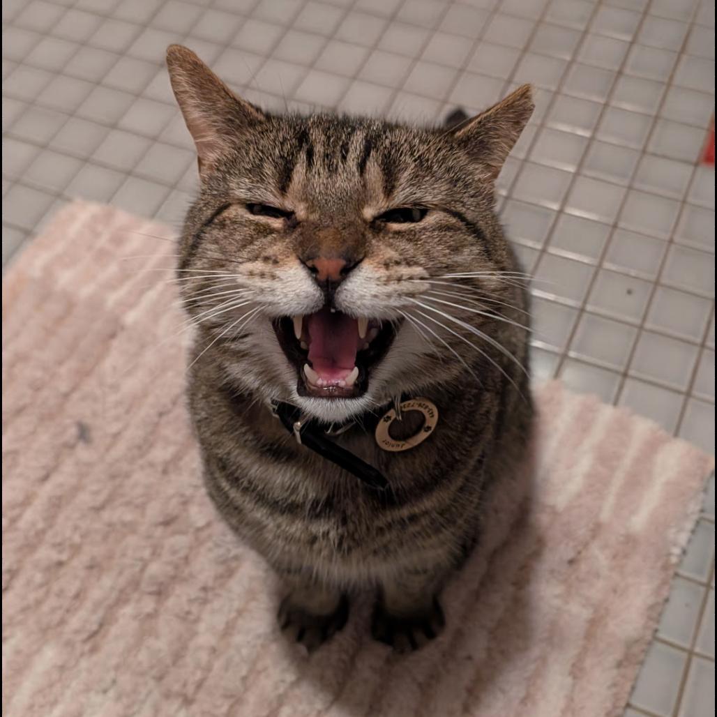 Enlarge Junior, a Adoptable American Shorthair in Pikesville, MD image 2/6