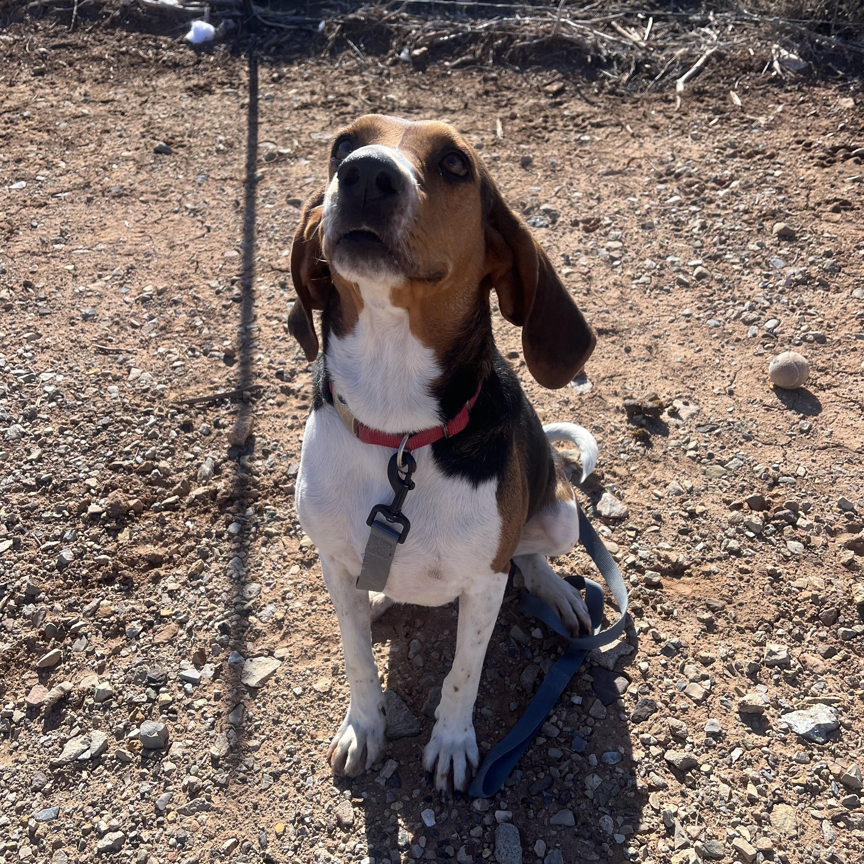 Enlarge Ladybug, a ADOPTABLE Coonhound in Cedar City, UT image 1/2