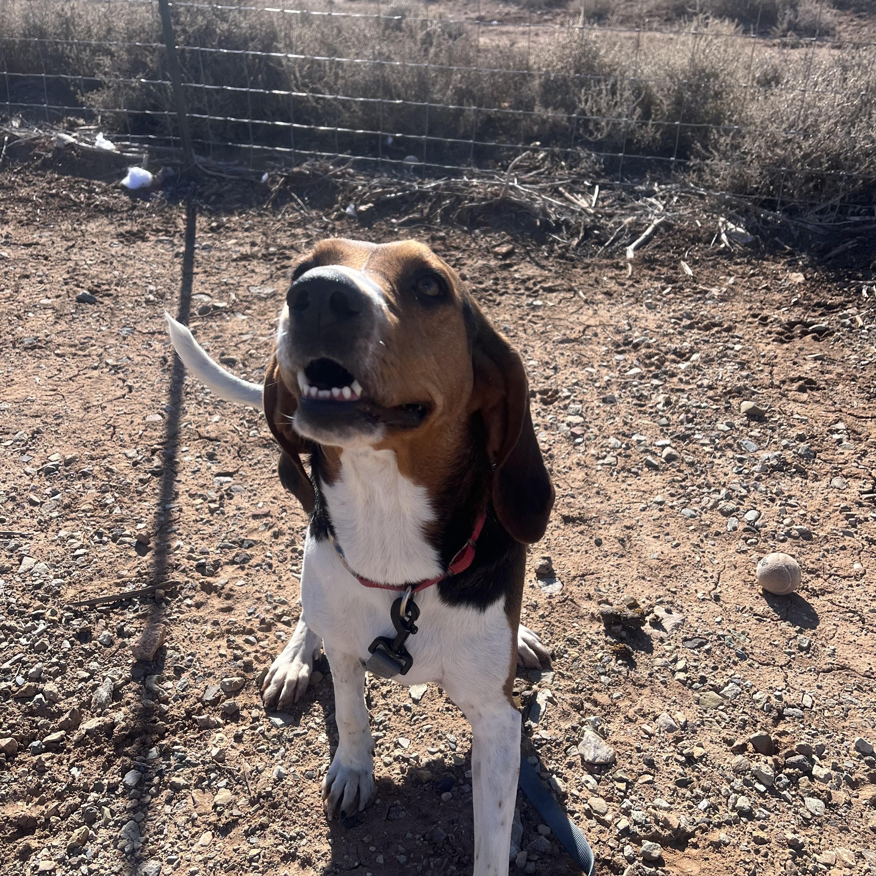 Enlarge Ladybug, a ADOPTABLE Coonhound in Cedar City, UT image 2/2